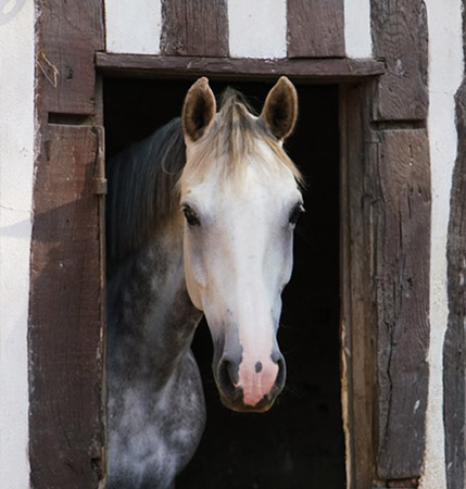 Cavalière et son cheval