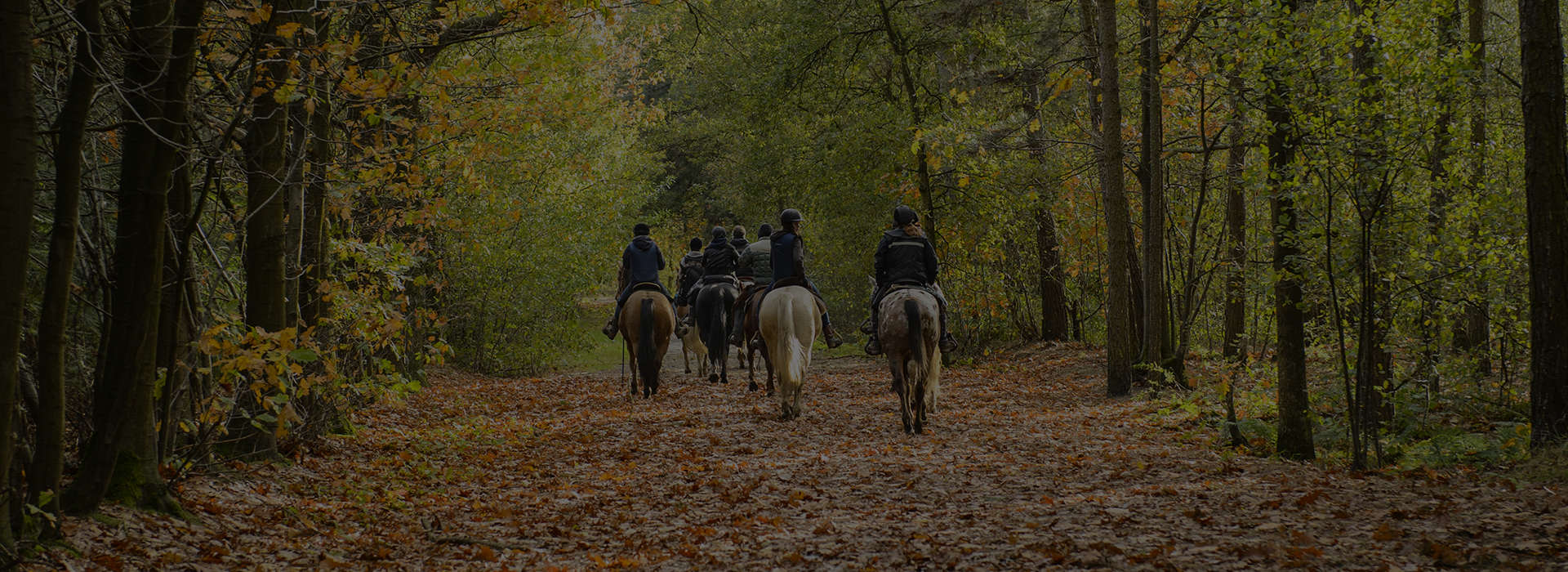 Stage équitation