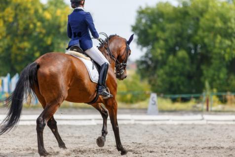 Vente chevaux